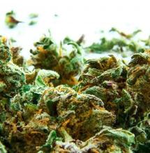 Dutch Passion Karma Cup Win 2