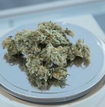 medical cannabis and opioid dosages, study, research, New York