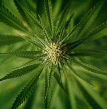 medical cannabis flower. 