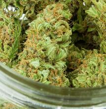 Medical cannabis curing in a jar. 