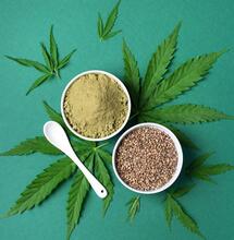 medical cannabis seeds. 