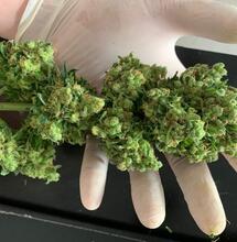 U.S. House of Representatives passes a bill that will expand medical marijuana research. 