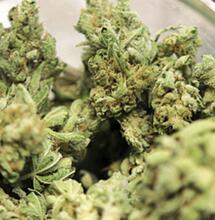 Milky Way in de Bonanza 250 kweekkast - Deel 8