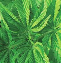 Coffeeshop uit Goes wil naar Roosendaal