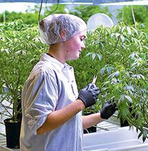 El arribo de los principales laboratorios de cannabis medicinal en Chile