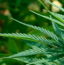 Cultiva medicina: cinco variedades medicinales para plantar en outdoor