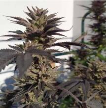 Nuevas investigaciones en tratamientos con marihuana medicinal