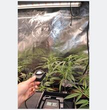 Luz para marihuana: guía técnica de fotobiología