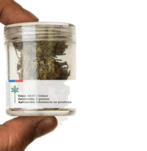 Médicos latinoamericanos piden acceso al cannabis