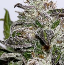 Nuova purple kush non autofiorente di buddha seeds