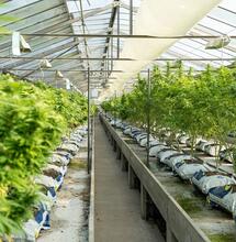 Mendoza reglamenta investigación de cannabis medicinal y cáñamo