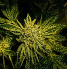 Tips para prevención contra metales pesados en el cultivo de marihuana.