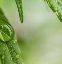 ¿Cómo optimizar el riego en la marihuana? Con wet-to-dry 