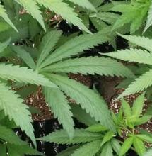 8 problemas para evitar en el cultivo de marihuana.