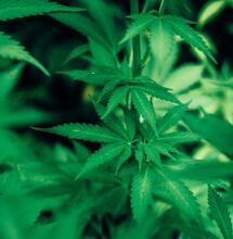 cannabis plantations.