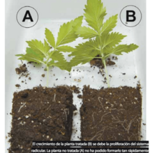 Micorrizas: por qué son importantes para el cultivo de cannabis