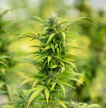 Micorrizas: multiplica la eficacia del sistema radicular.