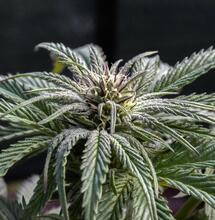 Las técnicas de laboratorio mostrarán la salud del cogollo.