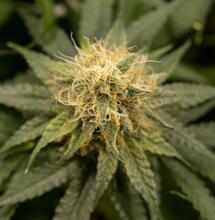 ¿Cómo suplementar con micronutrientes la marihuana?