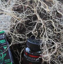 Todo lo que tienes que saber para usar microorganismos en tu cultivo de marihuana, 2ª parte: micorrizas y trichodermas