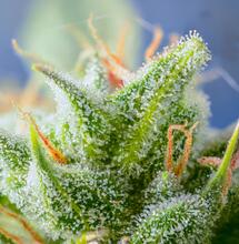 Microscopios para observar la marihuana