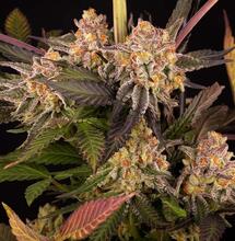 Mimosa Evo. Un trionfo dell’evoluzione degli strain