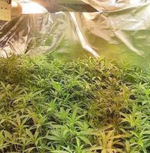 Minder tips door “professionelere kwekers”