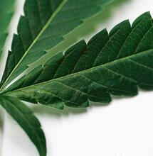 Cannabis Becomes Legal for Missouri Foster Parents 