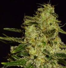 8 variedades para cultivar en exterior