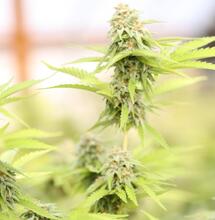 Magical Molasses: Part II