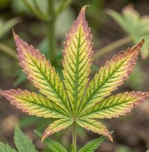 Molibdeno en la marihuana: propiedades, carencias y manejo