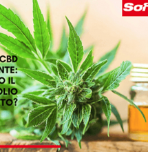 Olio di CBD è stupefacente per il Ministero: monopolio all'orizzonte?
