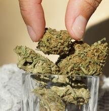 federal study on the number of patients enrolled in state legal MMJ programs