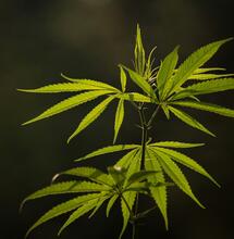 Sativa vs. Indica: El fin de la confusión taxonómica