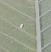 Mosca blanca en envés de hoja de cannabis.