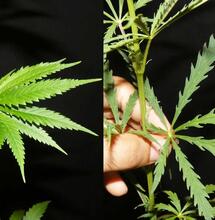 Mutace, věčný vývoj konopí