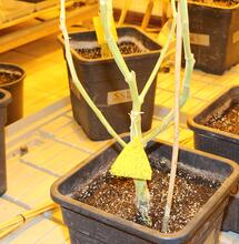 Nach der Ernte reine machen