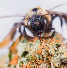 La Cannabis salva le api: natura aiuta natura