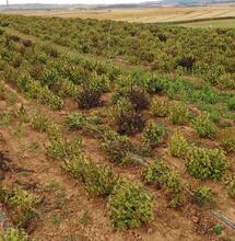 Spaanse politie vindt 415.000 hennepplanten