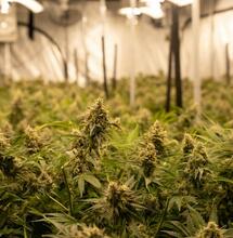 Nearly 450,000 Work Full-Time in Cannabis