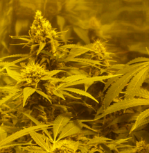 Aceite de neem: Usos terapéuticos y en el cultivo