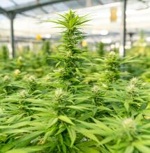 Největší marihuanové farmy v Británii