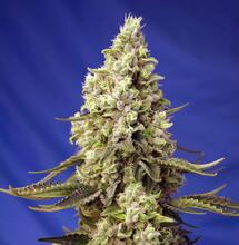 Neue Sweet Seeds Produkte 2021