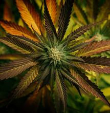 Czechia Adopts One of the Most Liberal Cannabis Policies