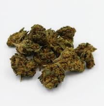 new york authorities will help past convicts set up legal shops.