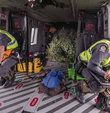 Nuova Zelanda: nel 2020 un referendum per la legalizzazione della cannabis