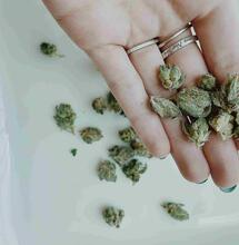 ¿Quiénes pueden acceder al Cannabis medicinal en España?
