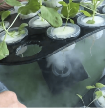 Nieblaponía para cannabis: cómo hacerla.