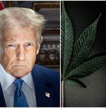 ‘No Action’ on Marijuana in Trump’s First Part of Term