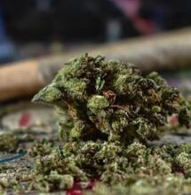 cannabis-medica-northern-lights